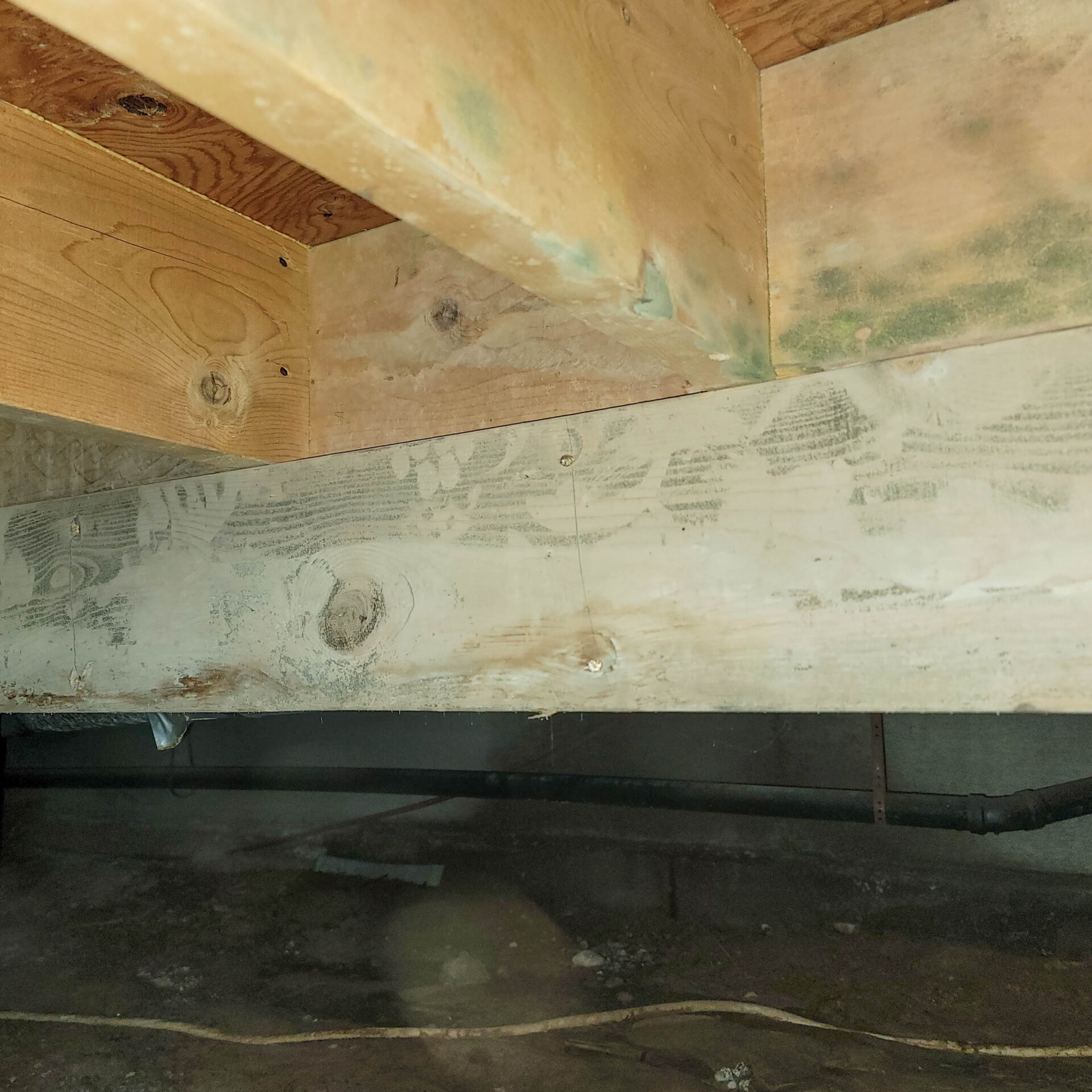 Mold on the framing and subfloor of a home