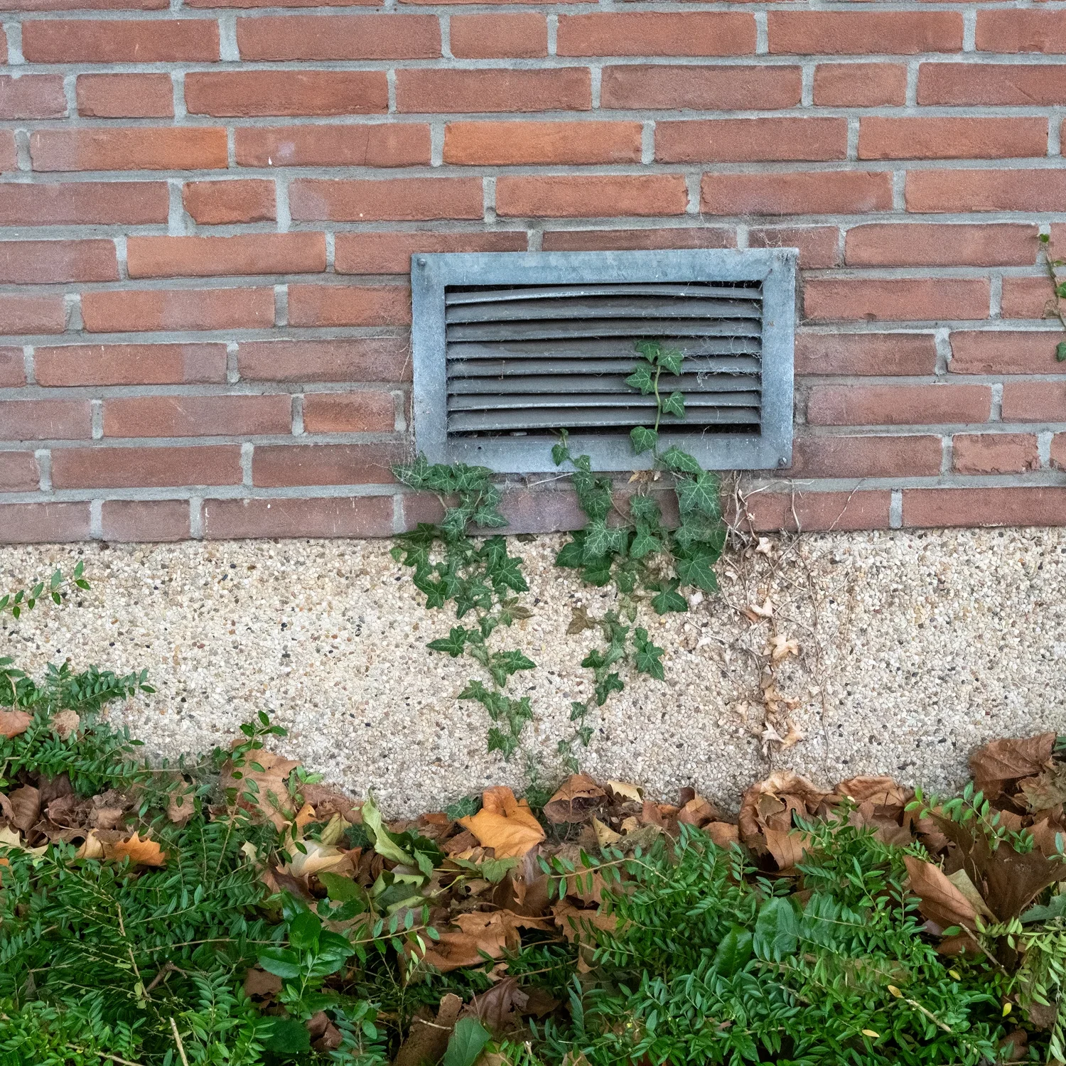 Brick wall vent with climbing plants.