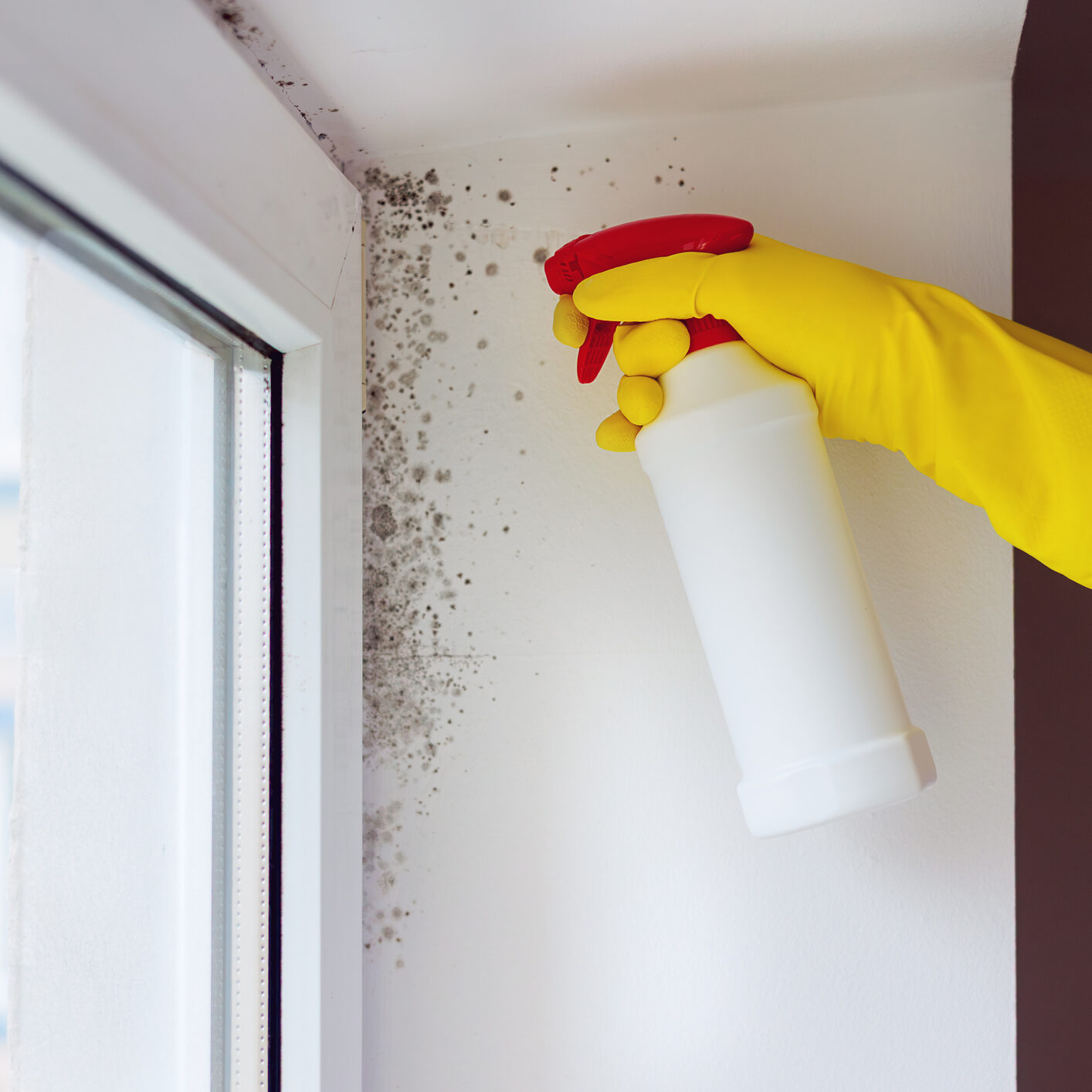 Hand cleaning mold on windowsill